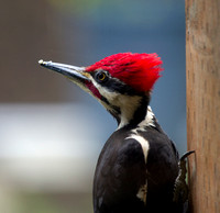 Pileated 01