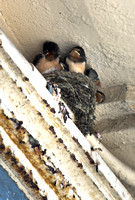 Baby Swallows 05