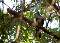 White Crowned Pigeon 01