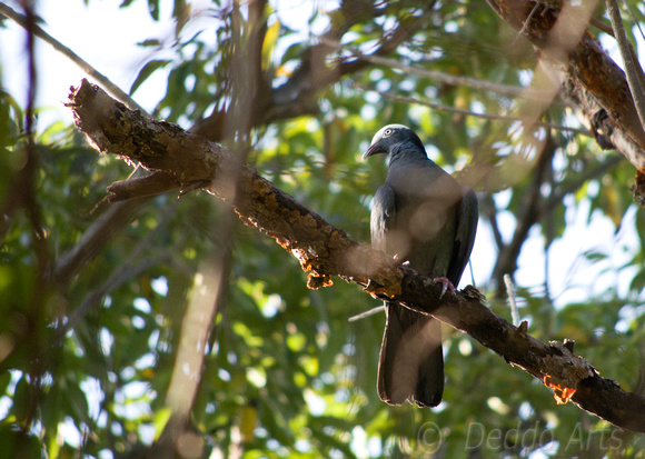 White Crowned Pigeon 01