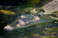Crocodile 02