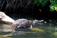 Crocodile 05