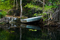 Mangrove Reflection
