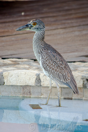 Young Yellow Crowned Night Heron 03