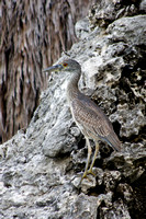 Young Yellow Crowned Night Heron 07