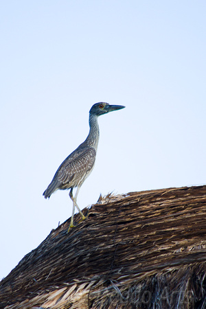 Young Yellow Crowned Night Heron 08