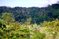 Zimbali Jungle 06