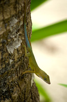 Anole Lizard 14