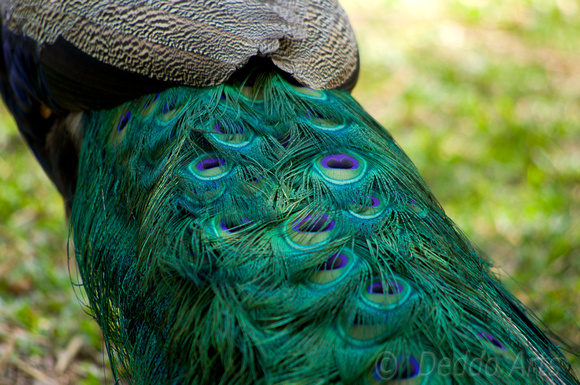 Peacock 04