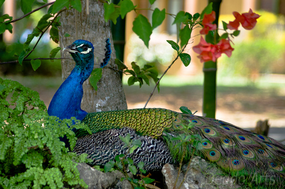 Peacock 06