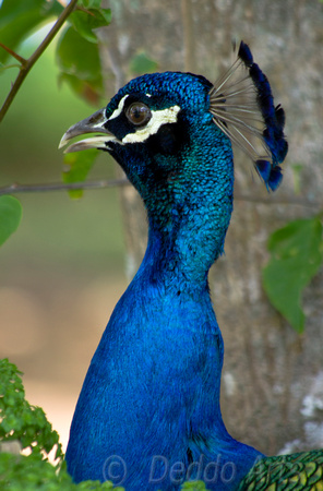 Peacock 08