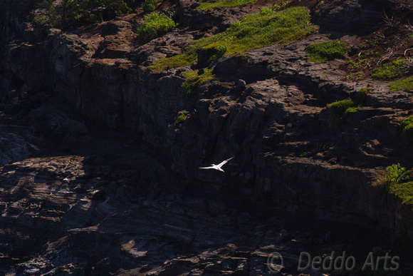 ‘Ā  Red-footed Booby over cliffs