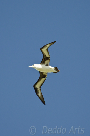 Mōlī Laysan Albatross in flight