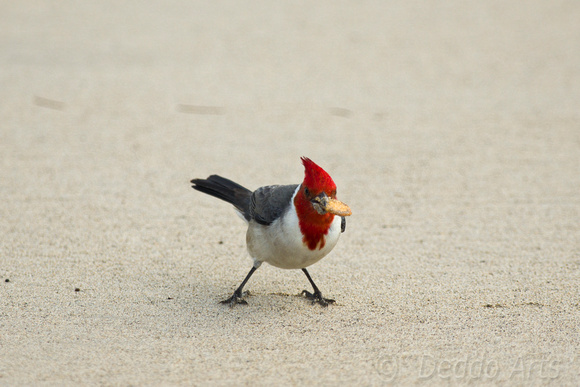 Red-crested Cardinal 2