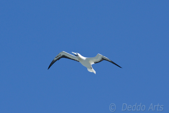 ‘Ā Red-footed Booby in flight