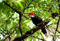 Pileated 04