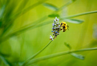 Bee on Lavender 8