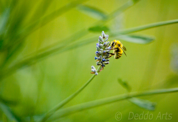 Bee on Lavender 8