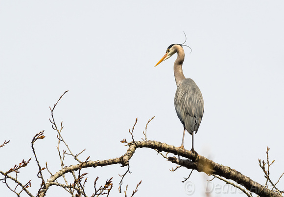Heron at the Rookery