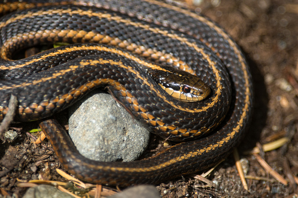 Garter snake 2