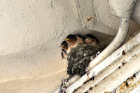 Baby Swallows 02