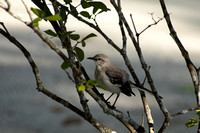 Northern Mockingbird on a branch
