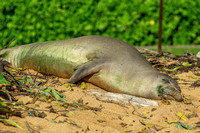 Monk Seal 2