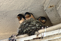 Baby Swallows 04