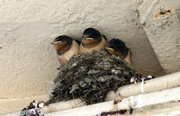 Baby Swallows 03