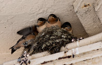 Baby Swallows 01