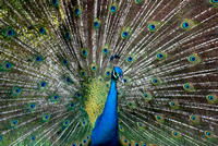 Peacock 8