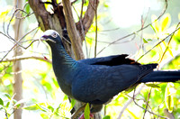 White-crowned Pigeon 02