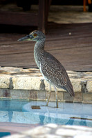 Young Yellow Crowned Night Heron 01