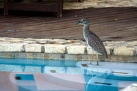 Young Yellow Crowned Night Heron 02