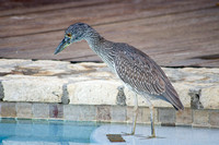 Young Yellow Crowned Night Heron 04