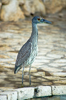 Young Yellow Crowned Night Heron 05