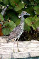 Young Yellow Crowned Night Heron 06