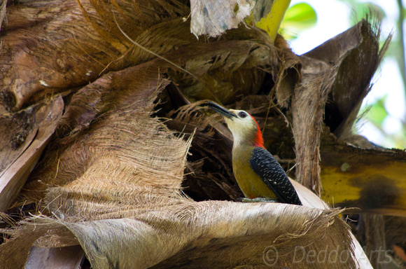 Jamaica Woodpecker 01