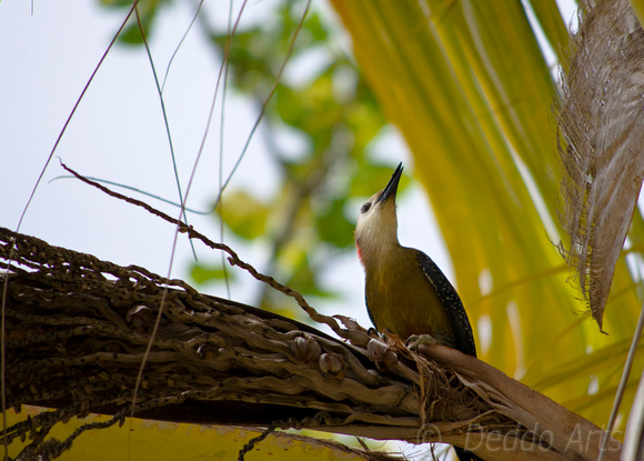 Jamaican Woodpecker 02