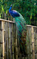 Peacock 01