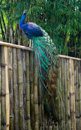 Peacock 01