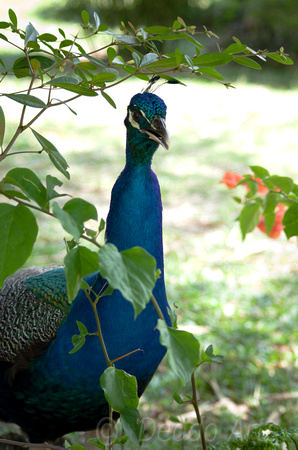 Peacock 02