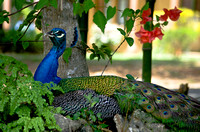 Peacock 06