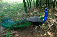Peacock 09