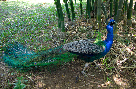 Peacock 09