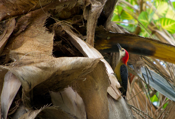 Jamaican Woodpecker 03