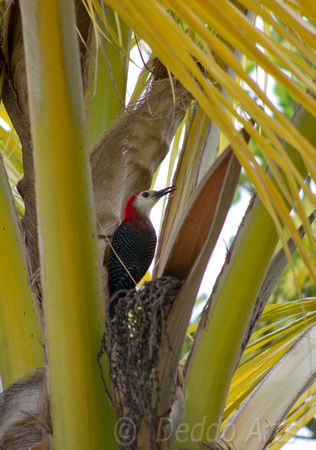 Jamaican Woodpecker 04