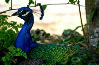 Peacock 07