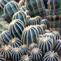Cacti Textures