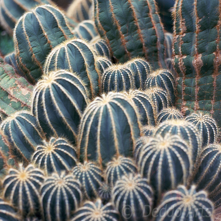 Cacti Textures
